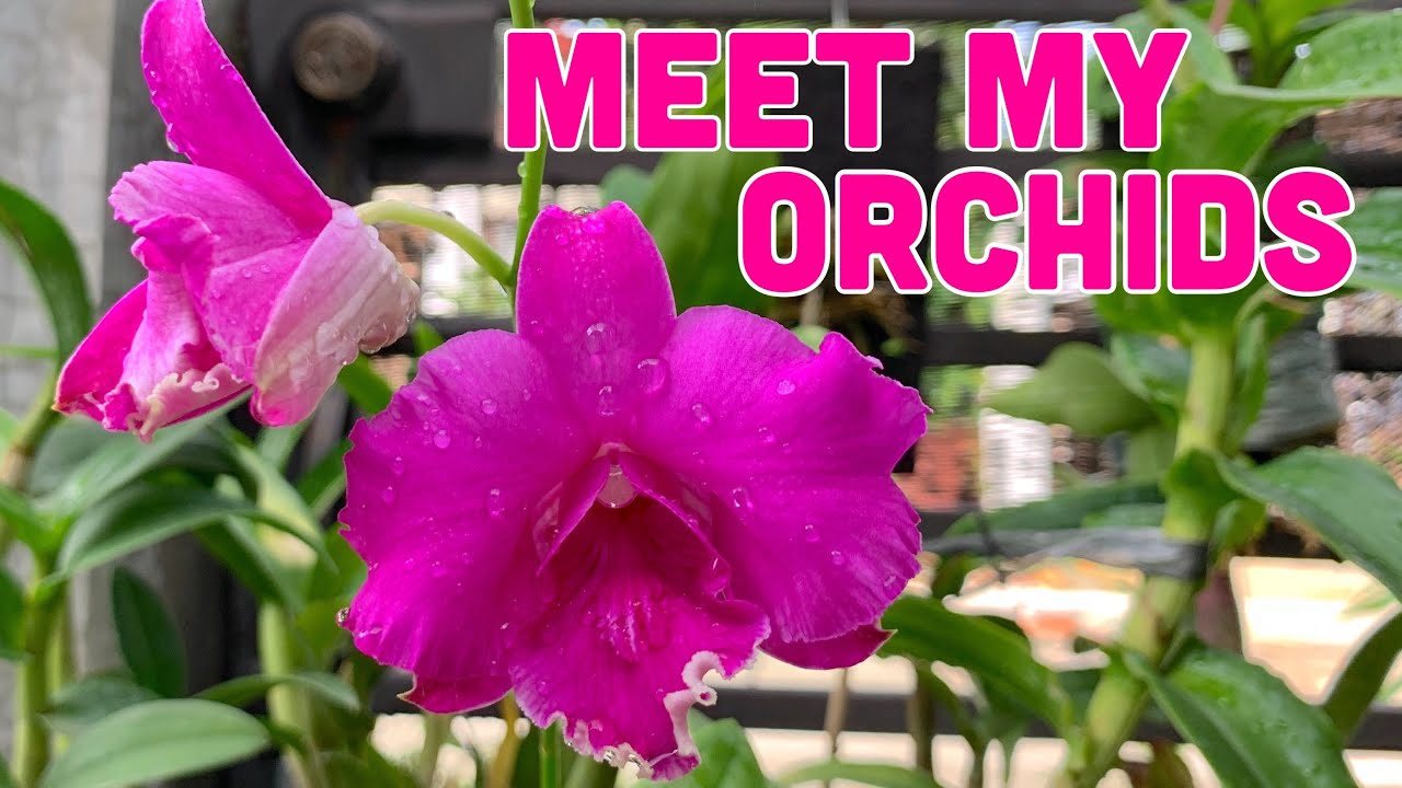 INTRODUCING MY ORCHID COLLECTION IN DIFFERENT MEDIA AND SETUPS - PHILIPPINES