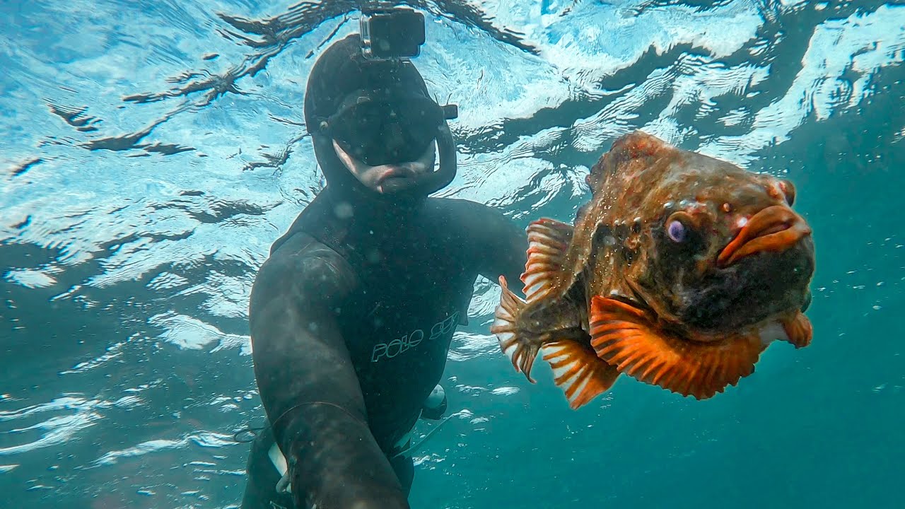 Rare & Unusual Encounters - Spring Spearfishing in England.