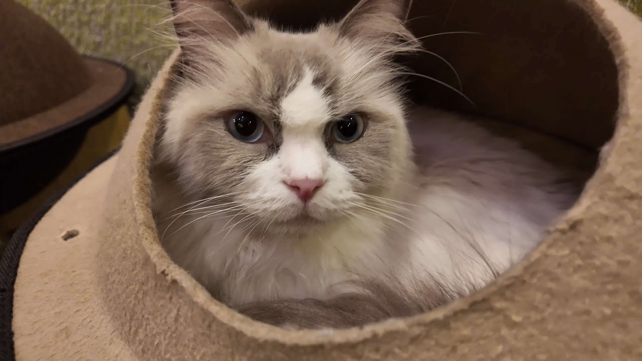 Spend an hour at a cat cafe 🐈❤️ Neko Cafe Mocha Lounge Osaka Shinsaibashi