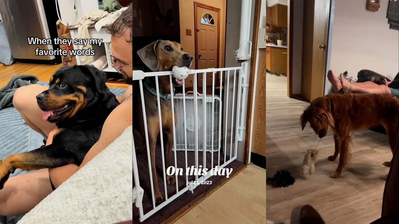 I Wasn't Prepared For The Dogs' Attitude 😁