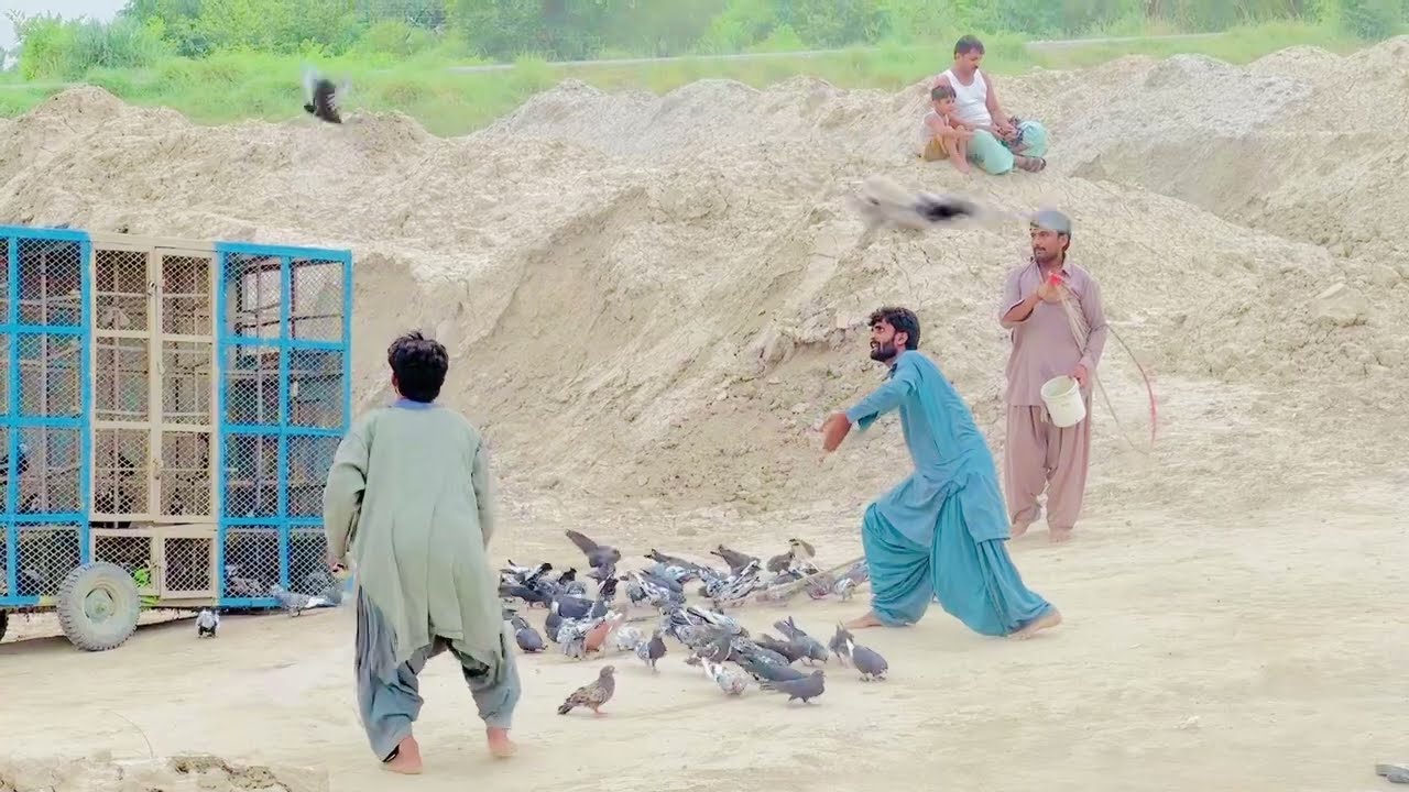 Alo khosa /////// Bilaal jarwar big mukabla #pigeon #viralvideo #kabootar #fighterpigeon