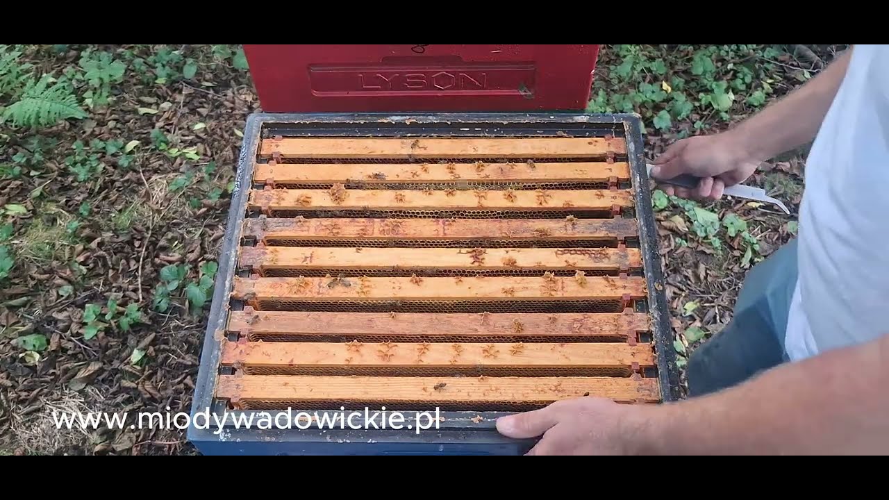 12.09.2025 Miód nawłociowy - zakładam przegonki i zwężam gniazda.