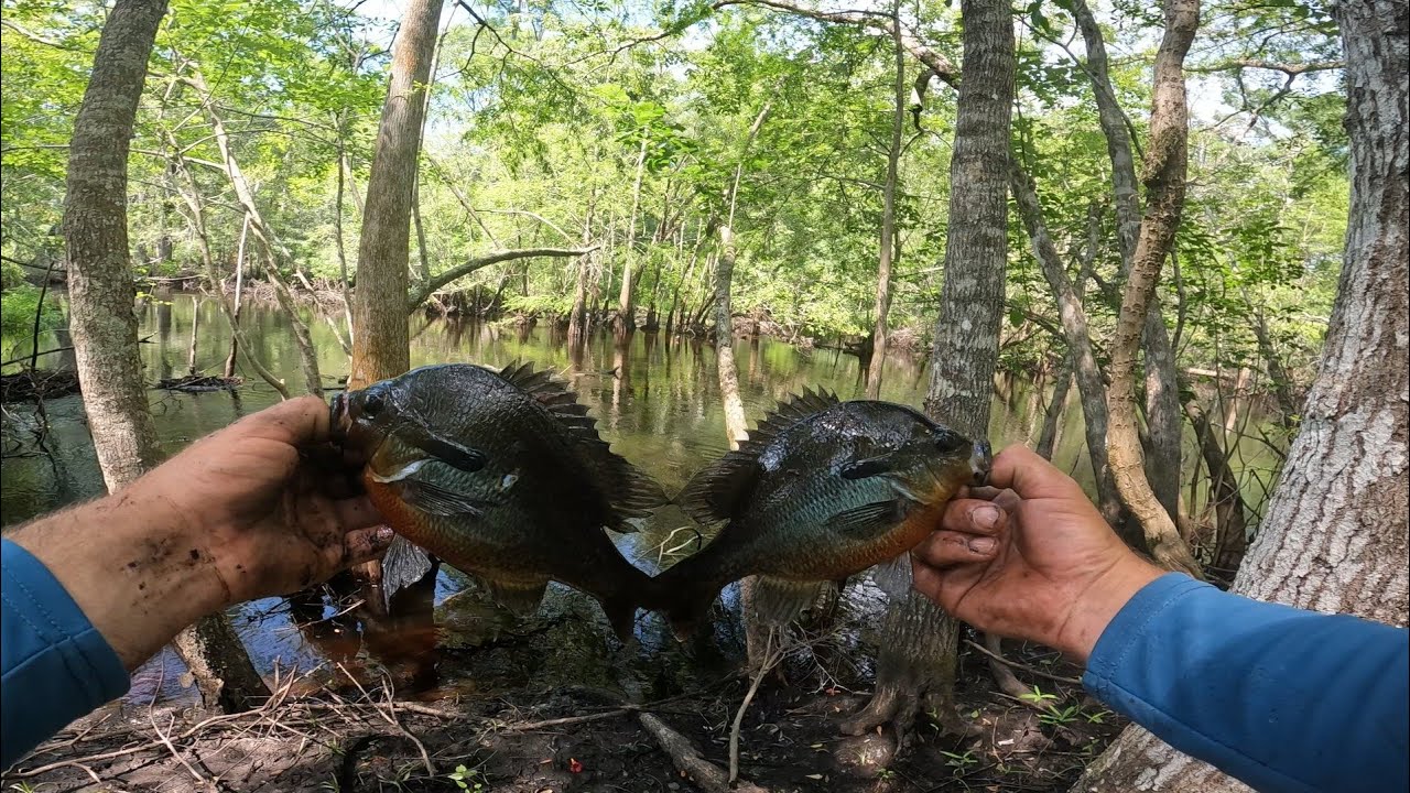 How to pick a spot and catch rebellys from the bank!!