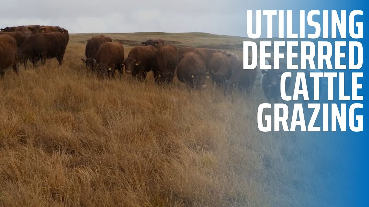 Utilising Deferred Cattle Grazing