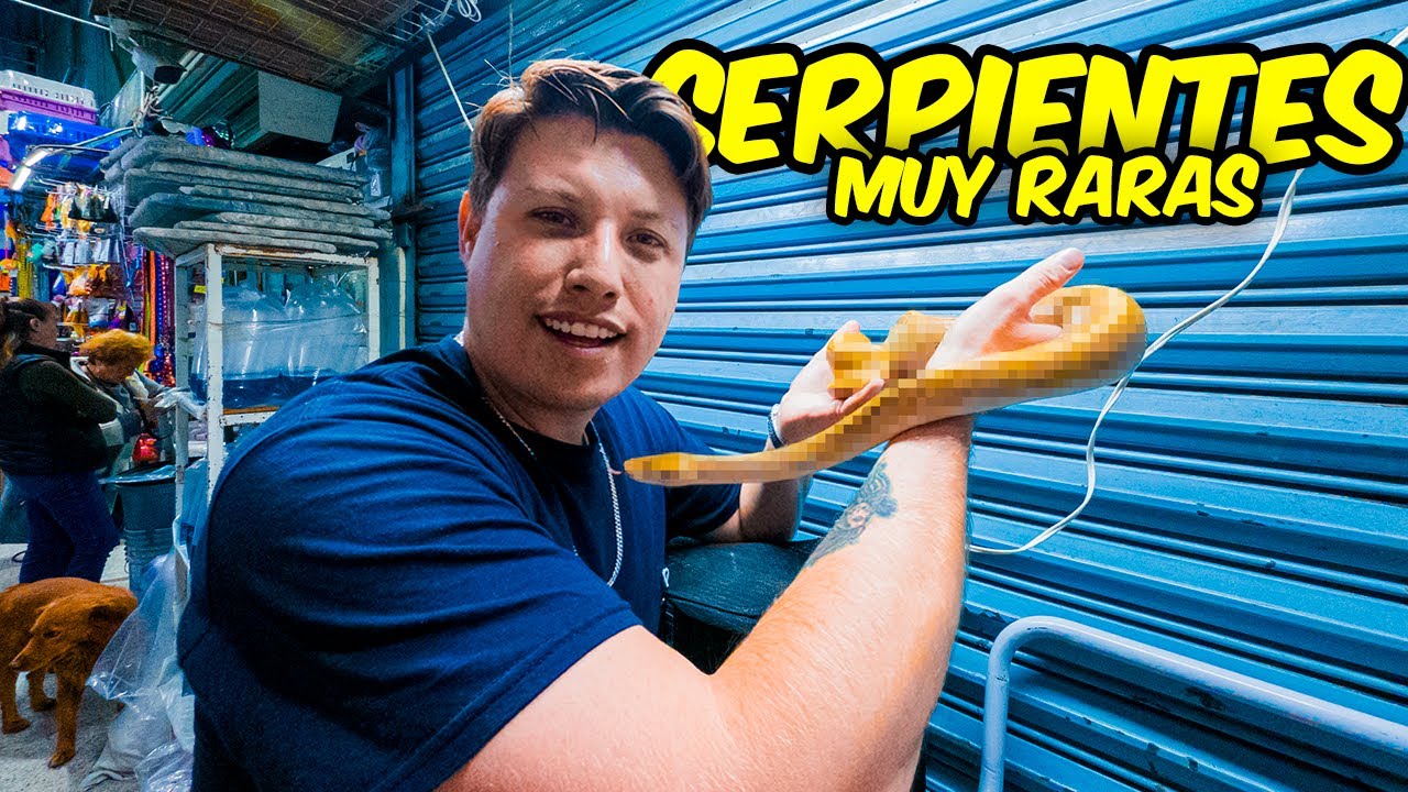 En búsqueda de las serpientes Mas EXOTICAS del MERRCADO  de LOS PECES Mórelos