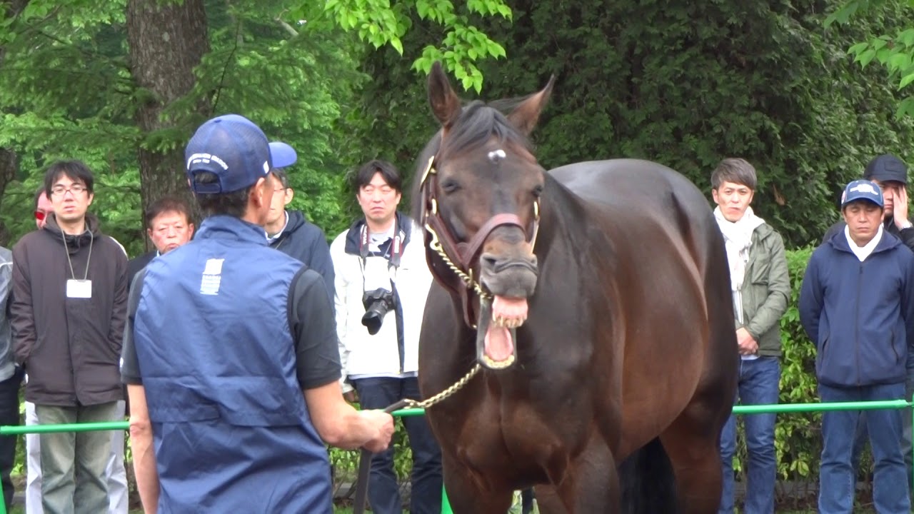 ディ―プインパクトDeep impact16歳の初夏2018年6月 Deep Impact in Shadai Stallion Station