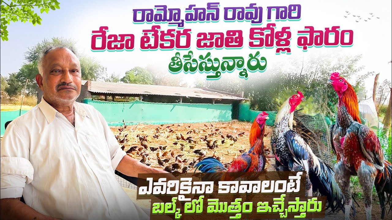 రేజా టేకర జాతి కోళ్లు Rammohan Rao Jathi Kollu, Punjulu Farming | Raithannaki thoduga