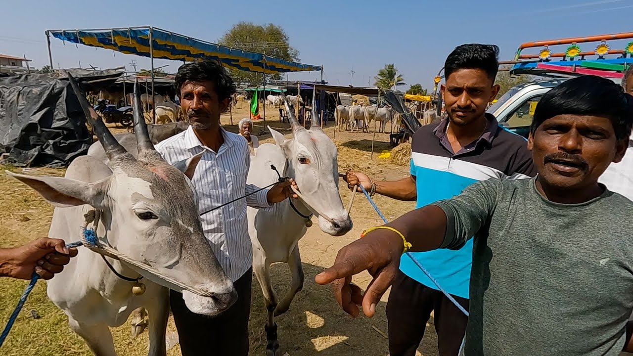 2 teeth hallikar bulls of muniraju