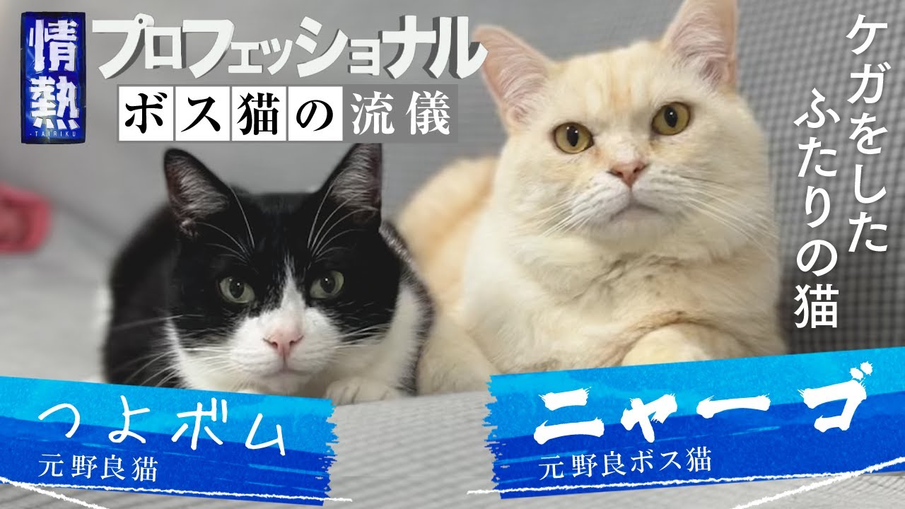 【ニャーゴ伝説】世界征服を目指す元野良ボス猫ニャーゴとつよボムに密着【ボス猫の流儀】