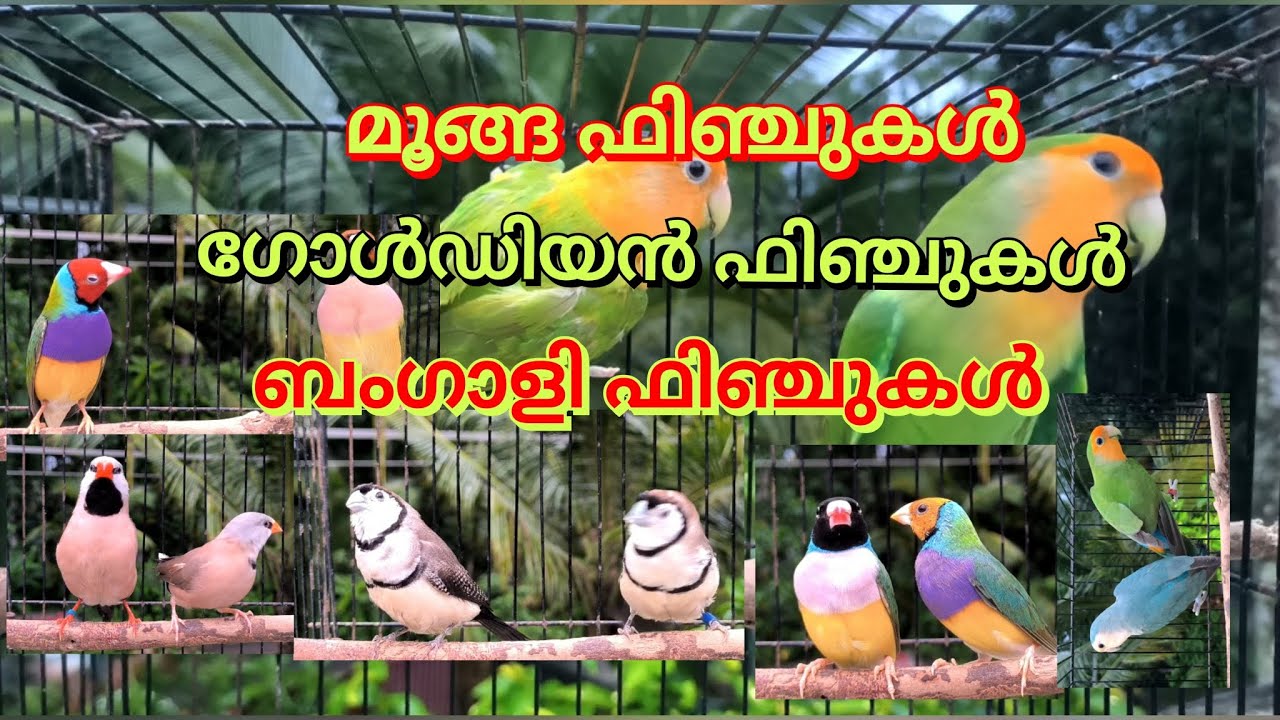 മൂങ്ങ ഫിഞ്ചുകൾ ഗോൾഡിയൻ ഫിഞ്ചുകൾ ബംഗാളി ഫിഞ്ചുകൾ  9946376243