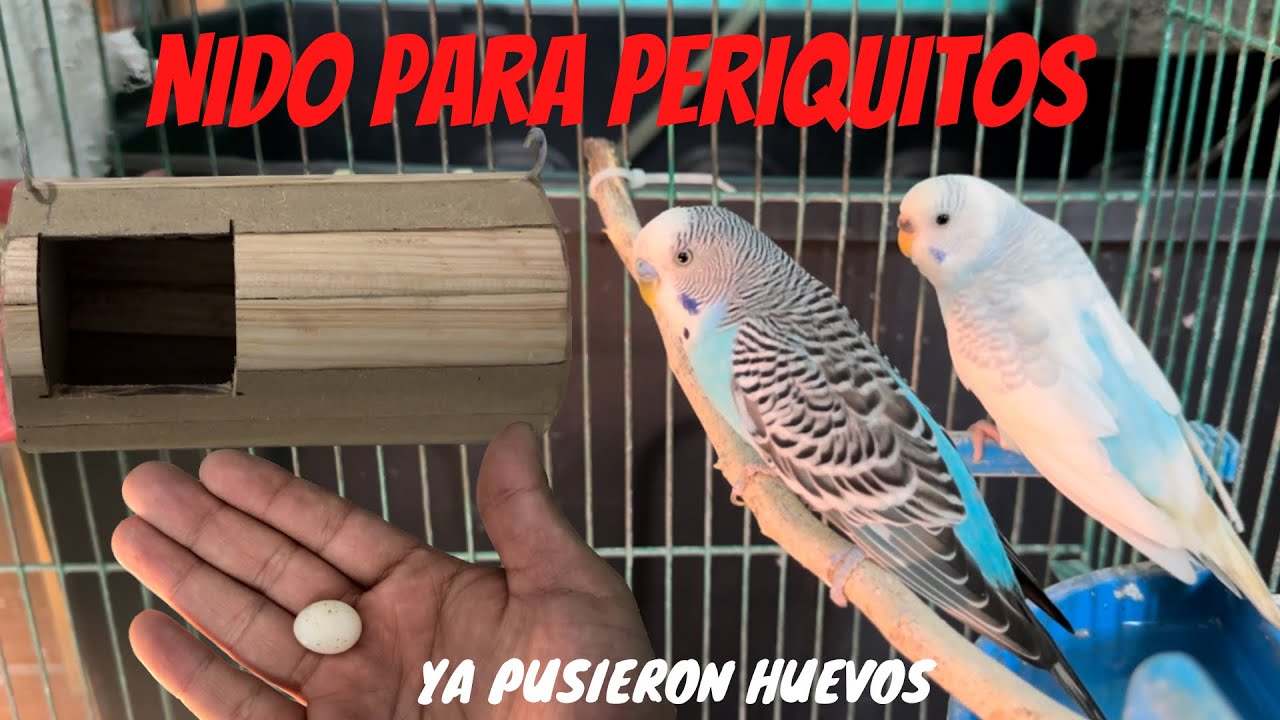NIDO perfecto para PERIQUITOS AUSTRALIANOS