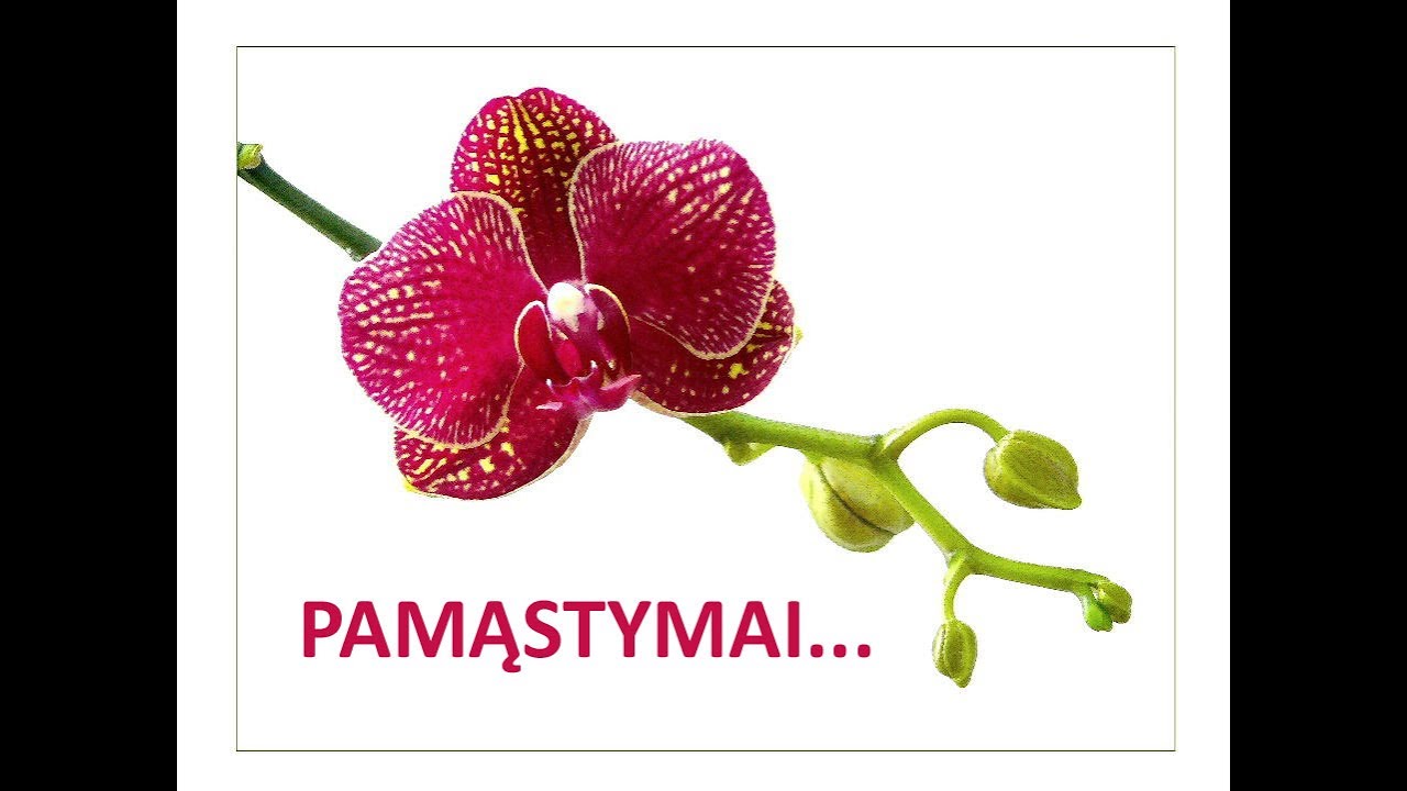 Pamąstymai
