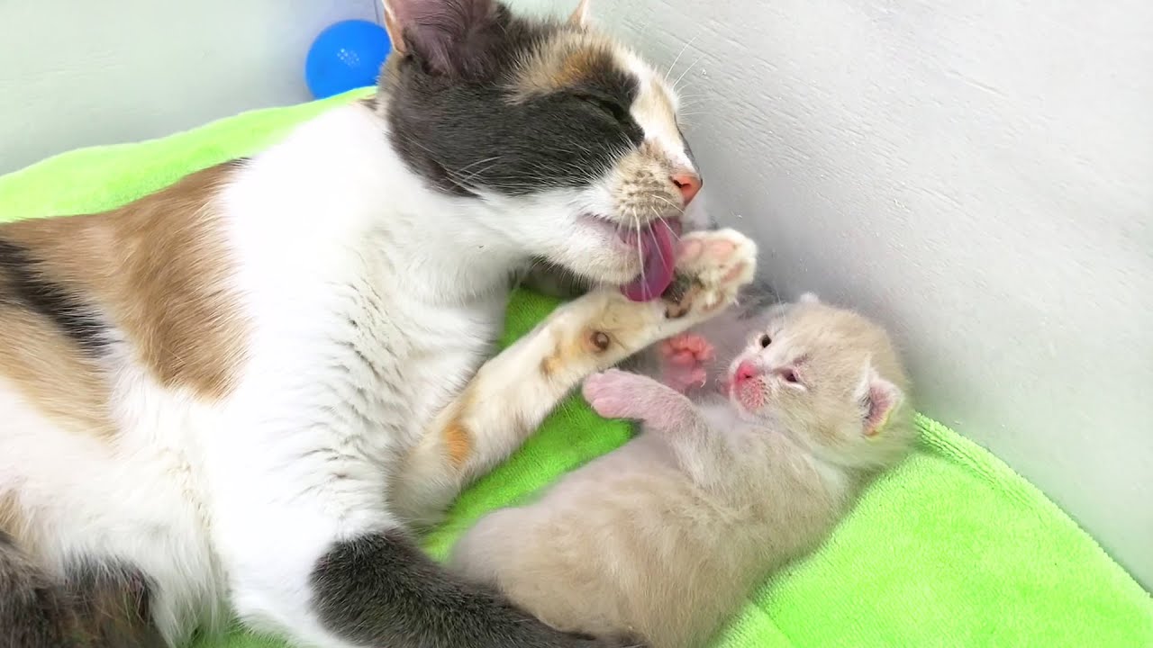 Мама кошка учит проснувшихся котят умываться и кормит молоком