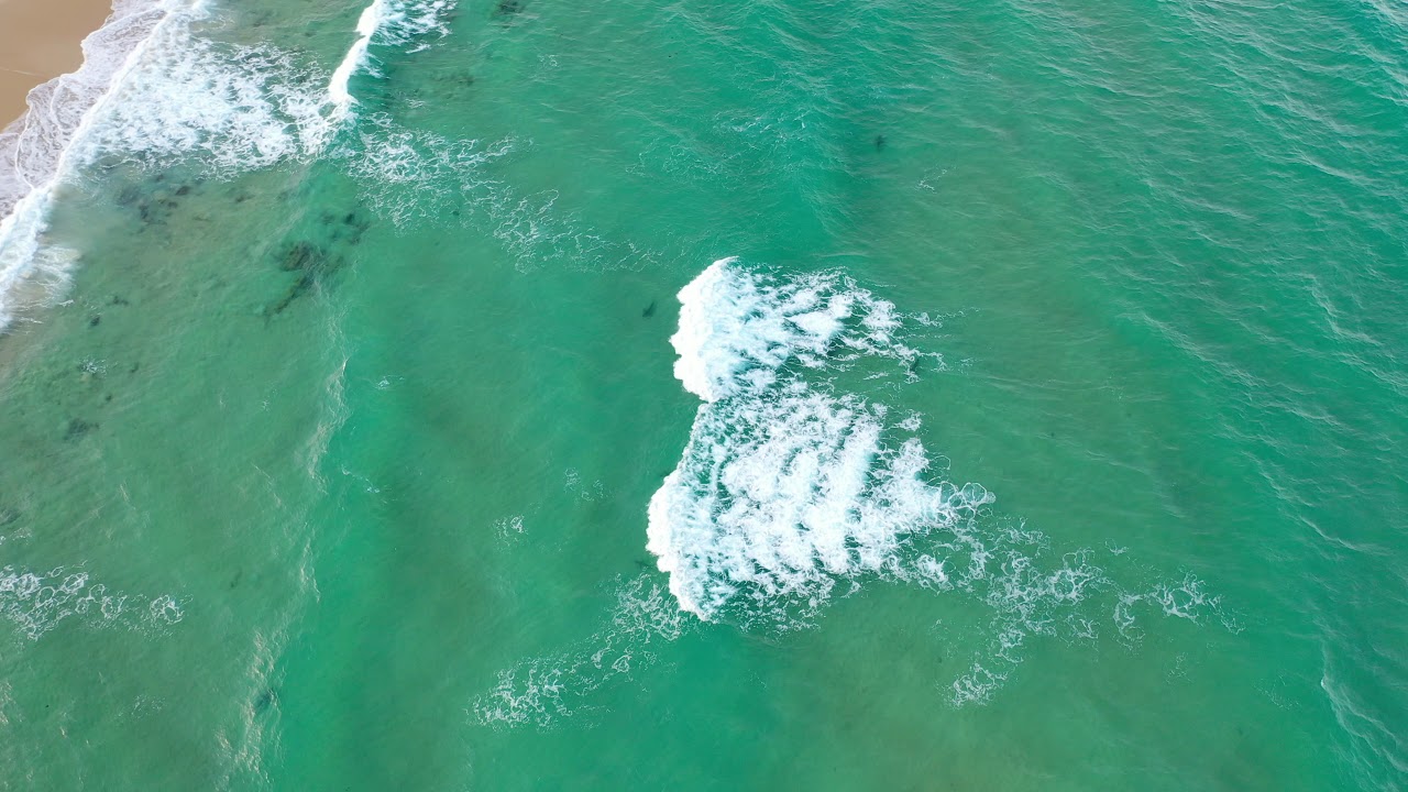 Dalmeny main beach shark spotting