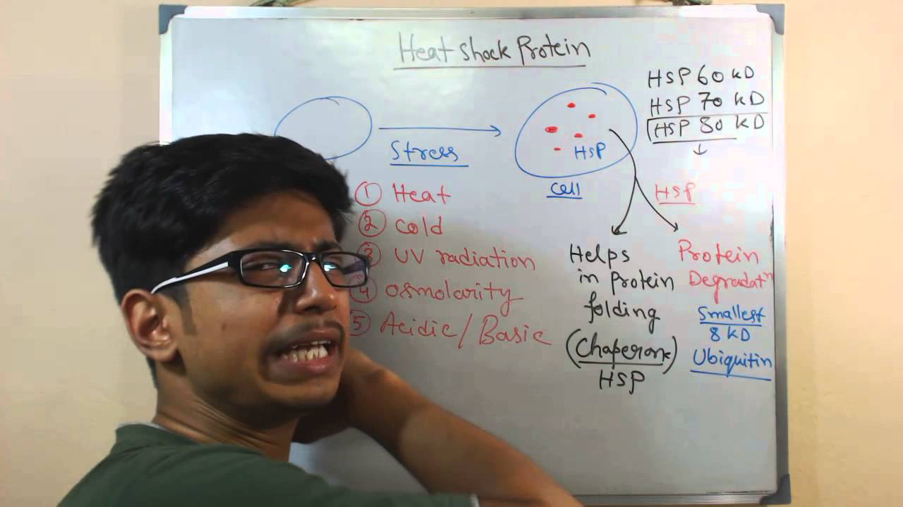 Heat shock proteins