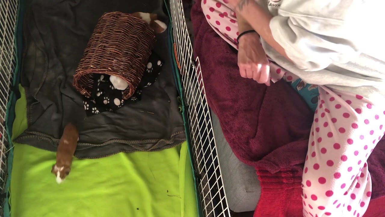 Handling A Cuy (Guinea Pig)