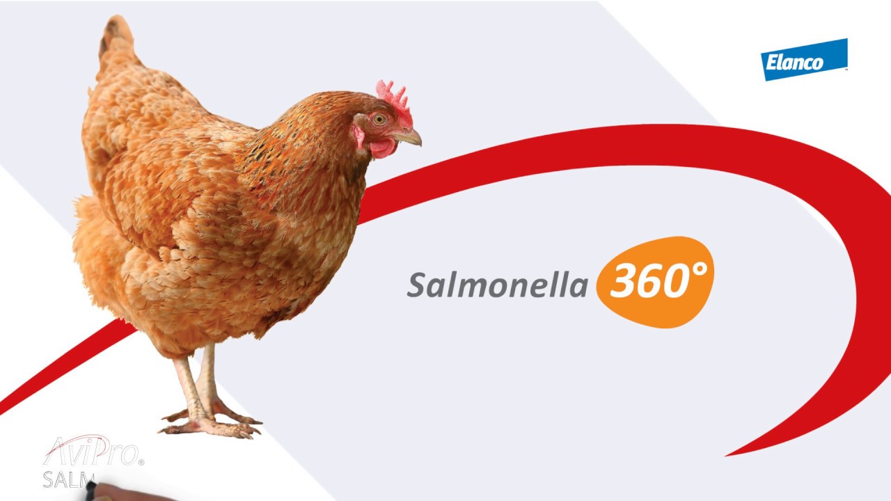 Elanco Salmonella 360 Plan   1080