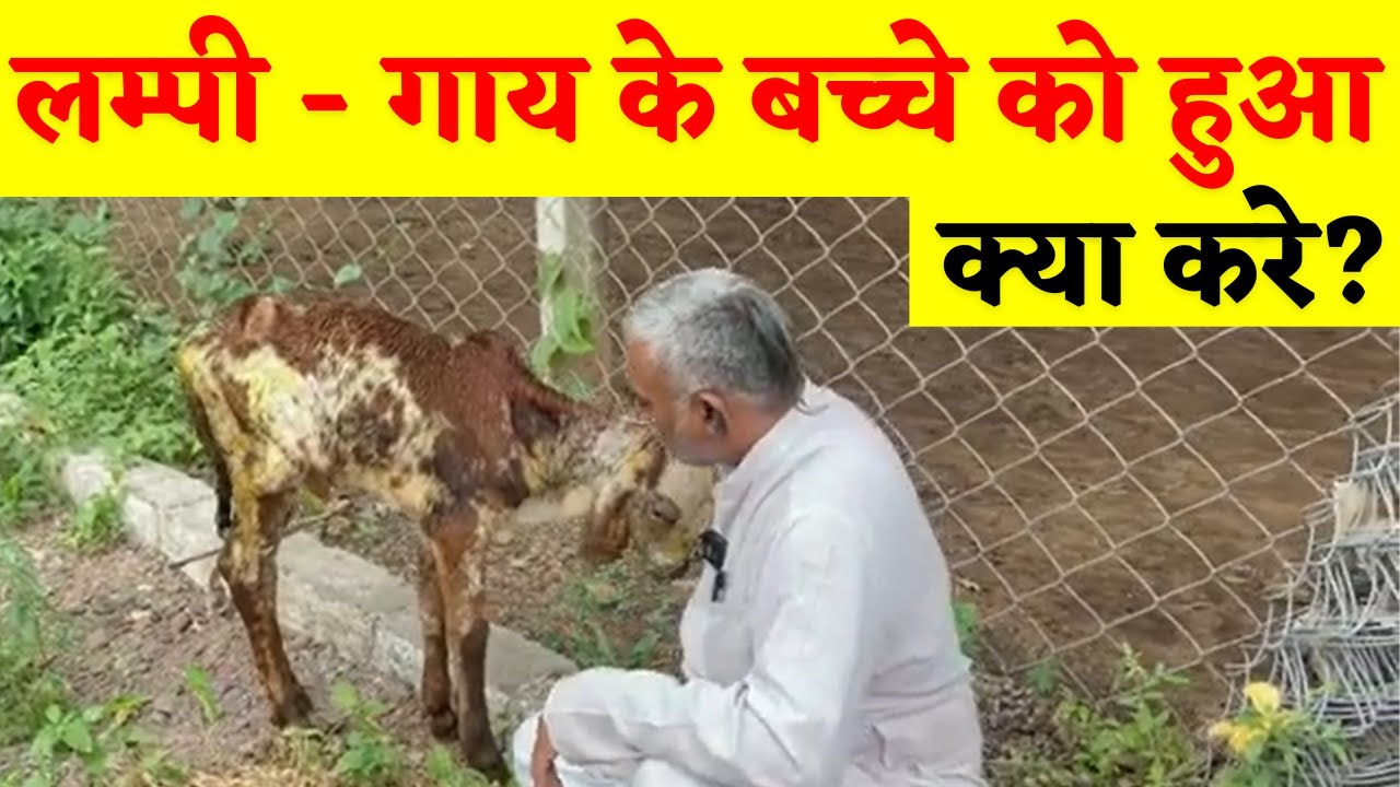 Lumpy Calf Ayurvedic Care