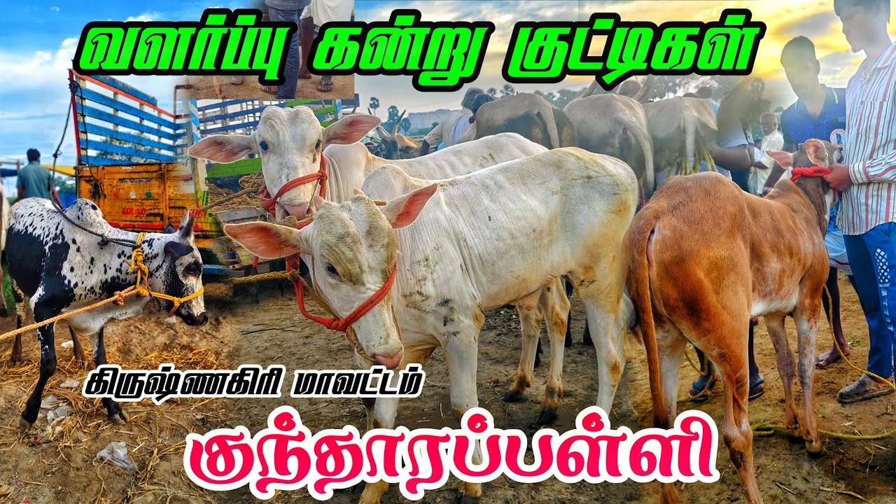 3-10-2025 kundarapalli Friday market Biggest Bull market Krishnagiri district price details 
