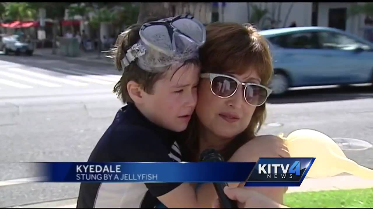 Box jellyfish take over Oahu's south shores