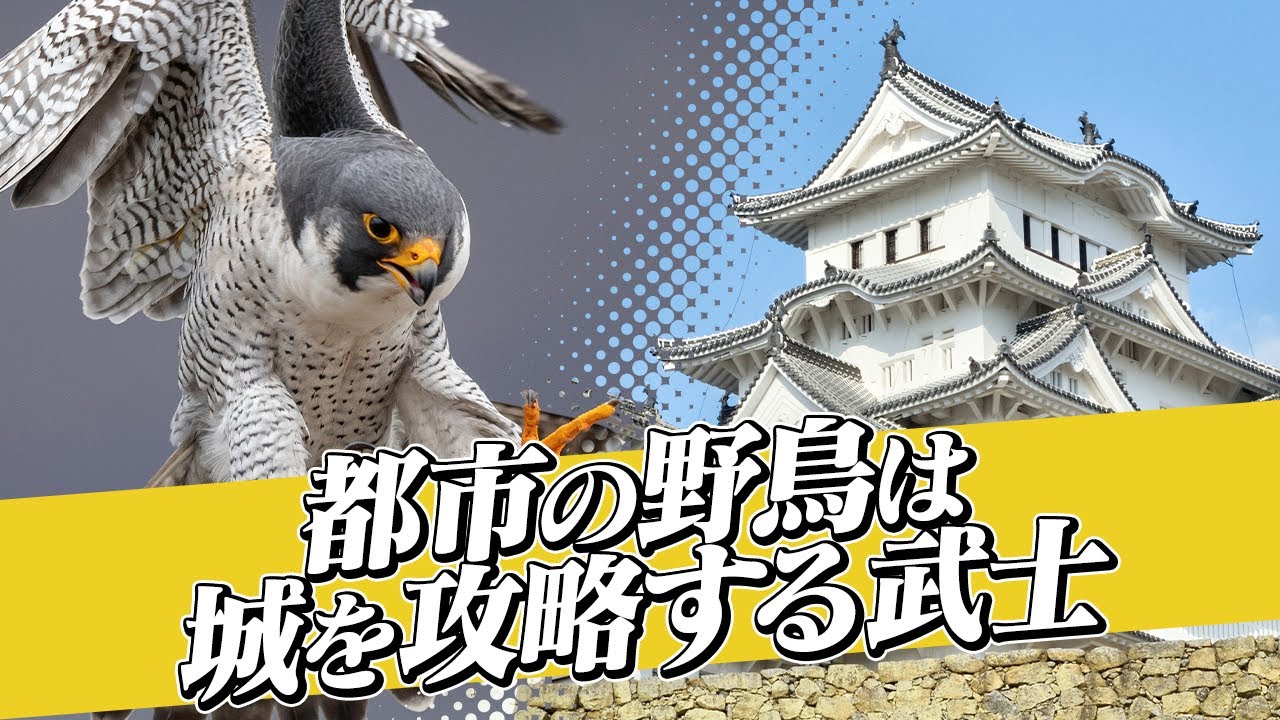 都会の野鳥は、城攻めをしている #83