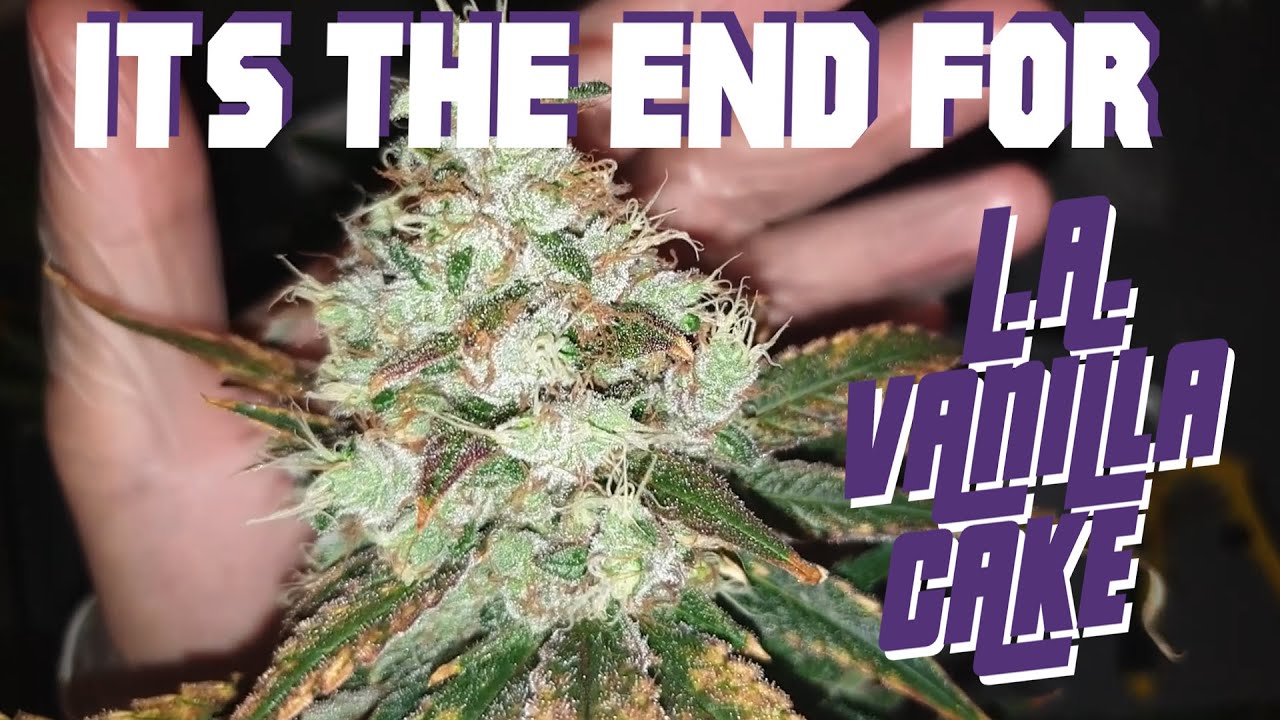 HARVEST AND TRIM CANNABIS L.A. VANILLA CAKE IN GROWN IN DEEP WATER CULTURE INDOOR