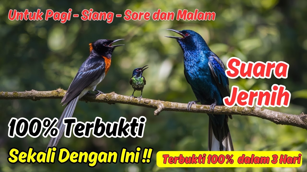 Pancingan Murai Batu Buat Latihan Mental Lomba Harian