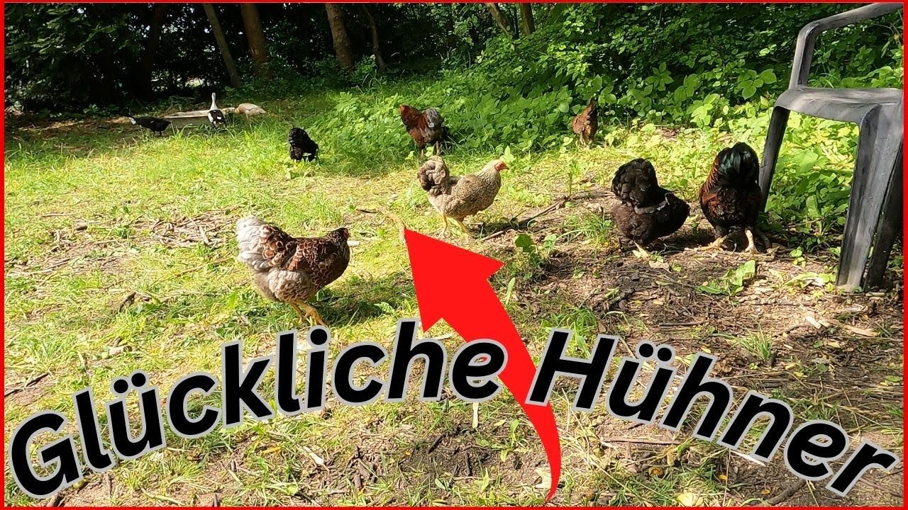 🐓Großer Hühner Umzug🐓
