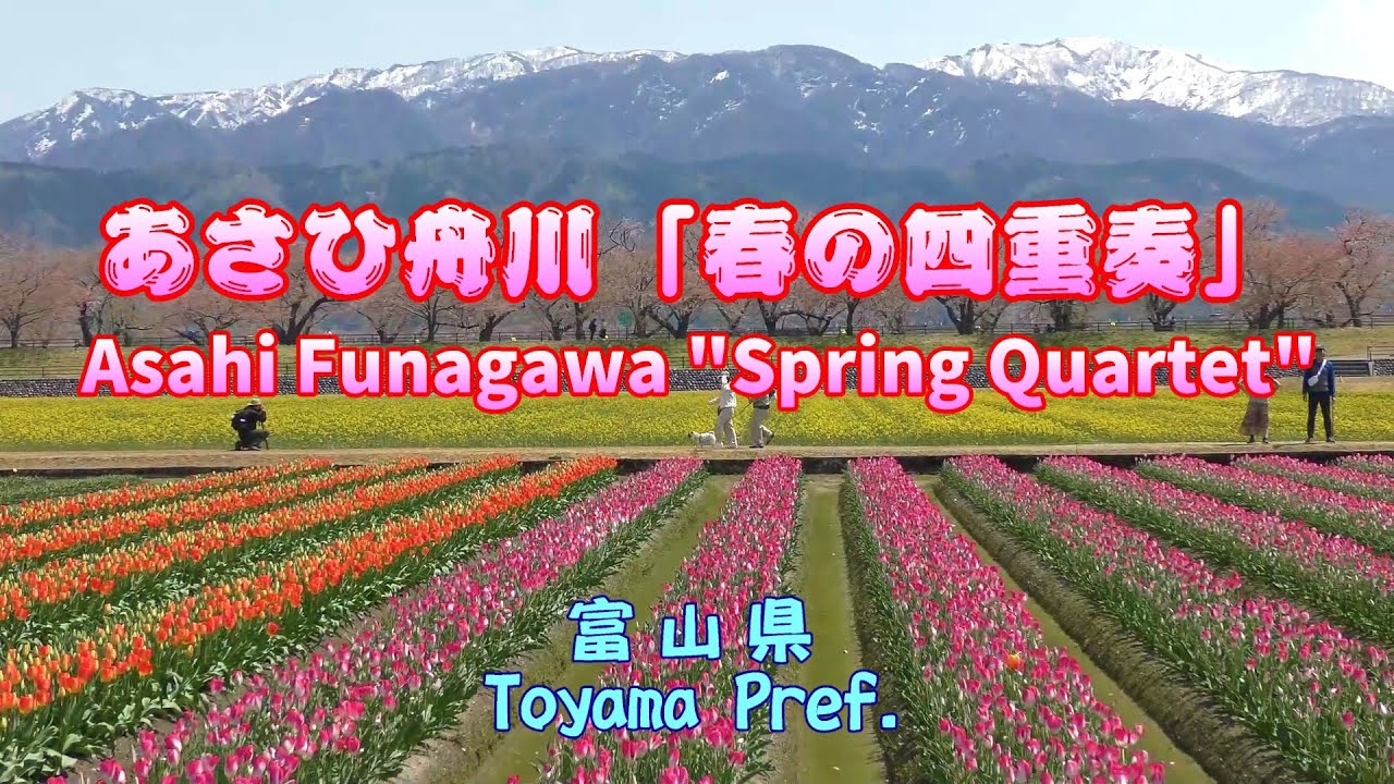 4K「春の四重奏」残雪の北アルプス、桜並木、チューリップ、菜の花  Snow-covered mountains, Cherry blossoms, Tulips, Canola flowers