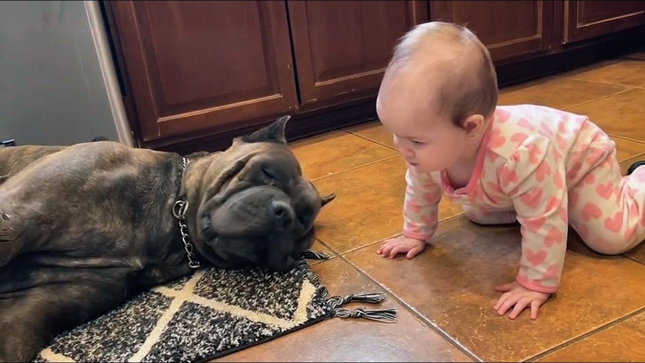 Mom Left Them Alone for 3 Minutes—What This 130lb Cane Corso Did Will Melt Your Heart