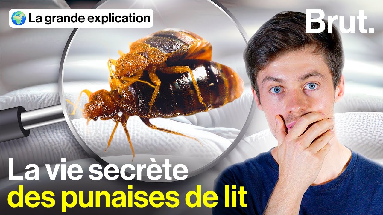 Sexualité délirante, invincibilité… Pourquoi les punaises de lit fascinent les scientifiques