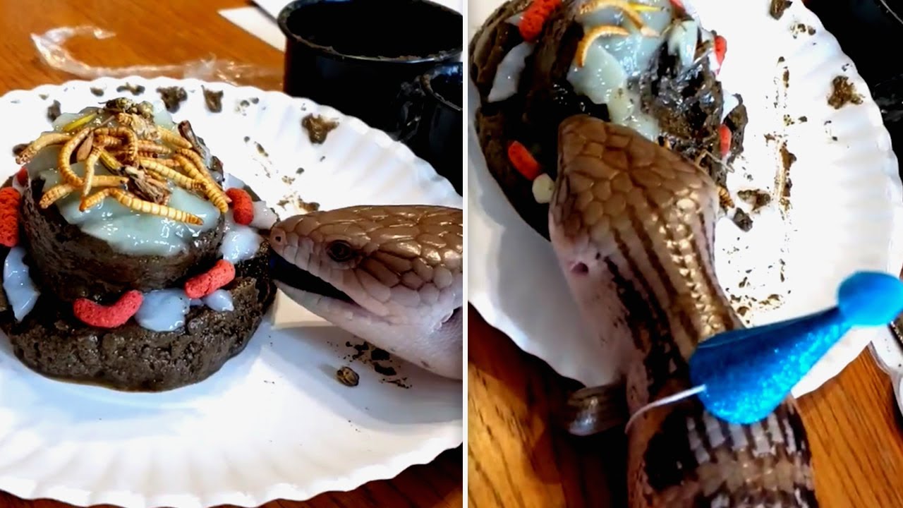 Lizard Eats Birthday Cake Made From Worms