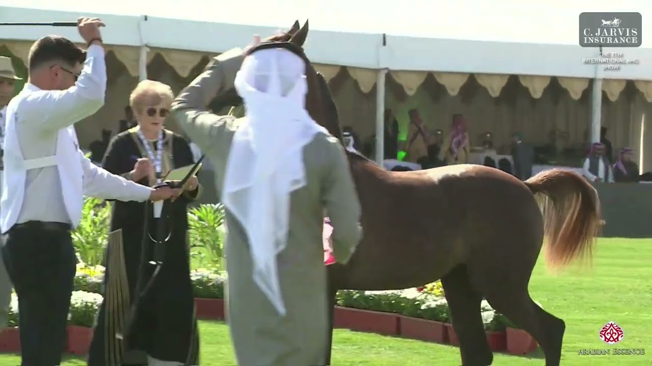 N 1 SHATHA AL MANAR   The 7th International AHC Show   Yearling Fillies Section A Class 1A
