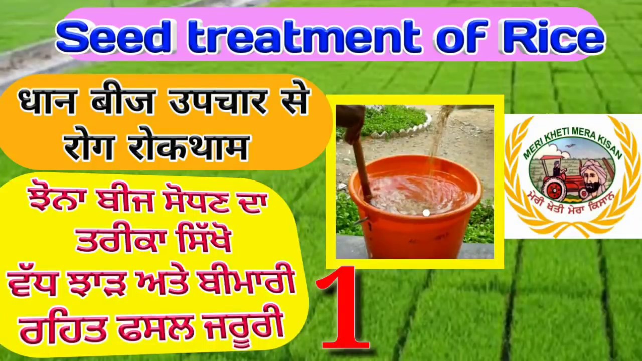 Rice Seed Treatment (ਝੋਨੇ ਦਾ ਬੀਜ਼ ਸੌਧਣ ਦਾ ਤਰੀਕਾ)Shergill Markhai