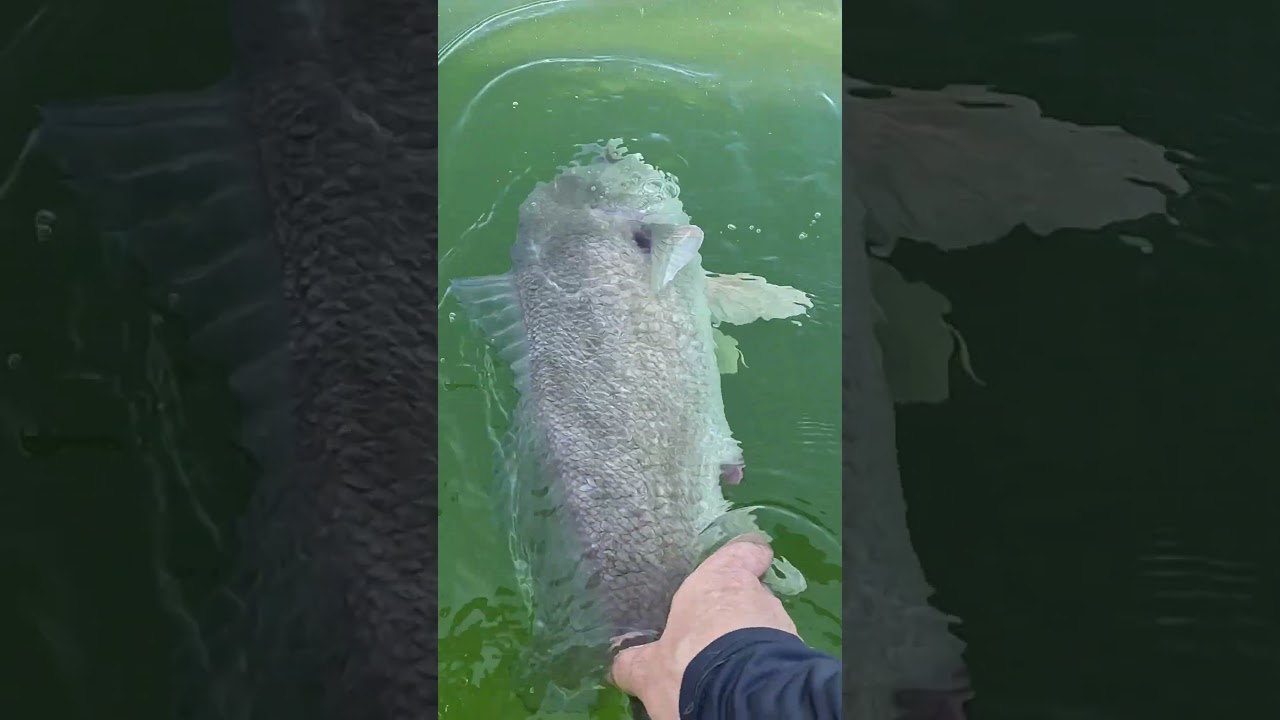 This KILLs a Drum/Sheephead. ☠️ Try THIS 👍