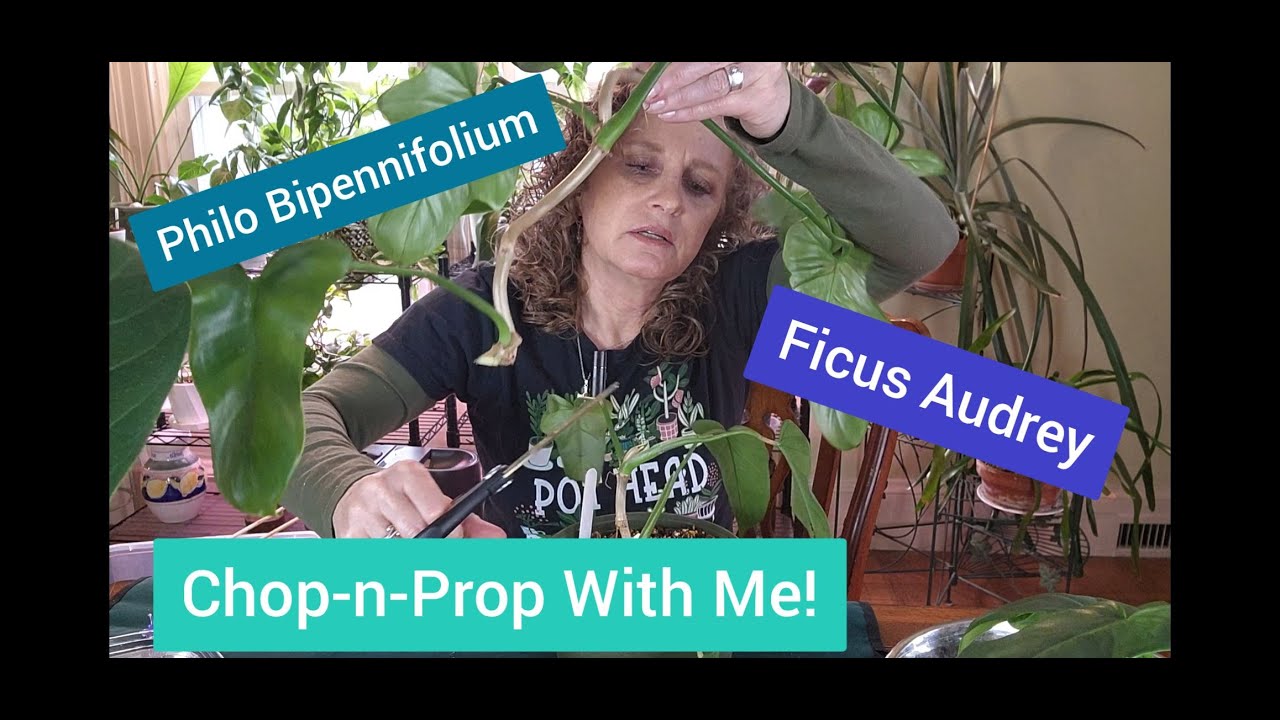 Chopping & Propping My Philo Bipennifolium & Ficus Audrey!  Growth Updates &  Plant Shenanigans!