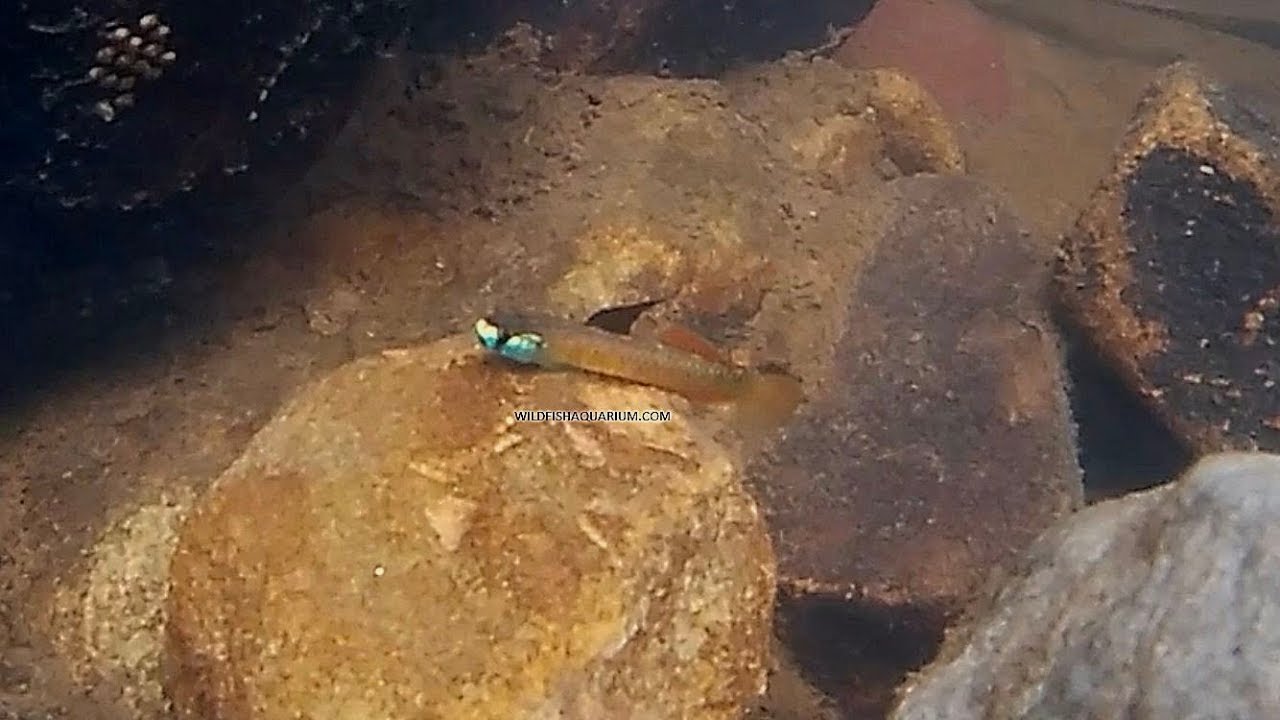 Stiphodon percnopterygionus biotope