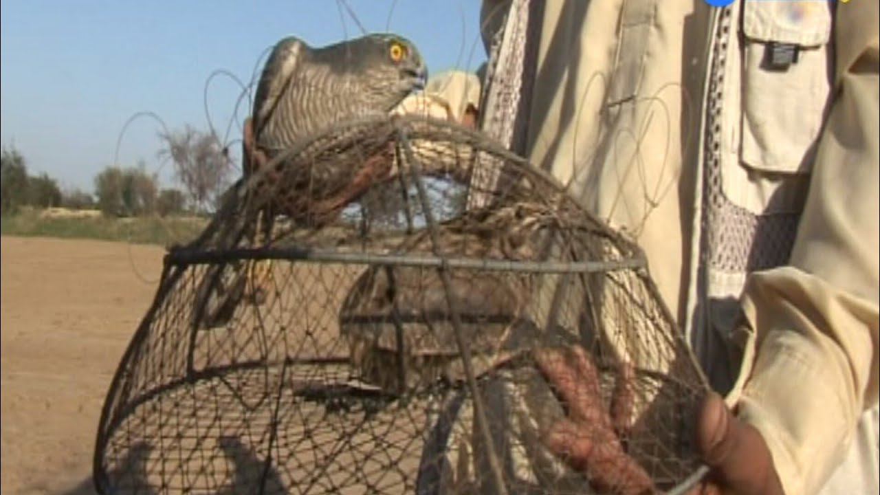 How To Capture A Shikra, Basha Red-necked falcon. Basic and Easy Methods.