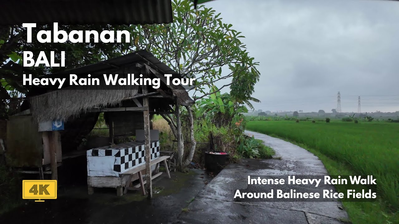 1 Hour Intense Heavy Rain Relaxing Walk Around Rice Fields | Tabanan, Bali Walking Tour [4K/60FPS]