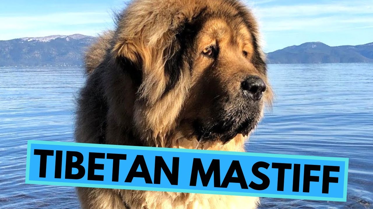 Tibetan Mastiff - TOP 10 Interesting Facts