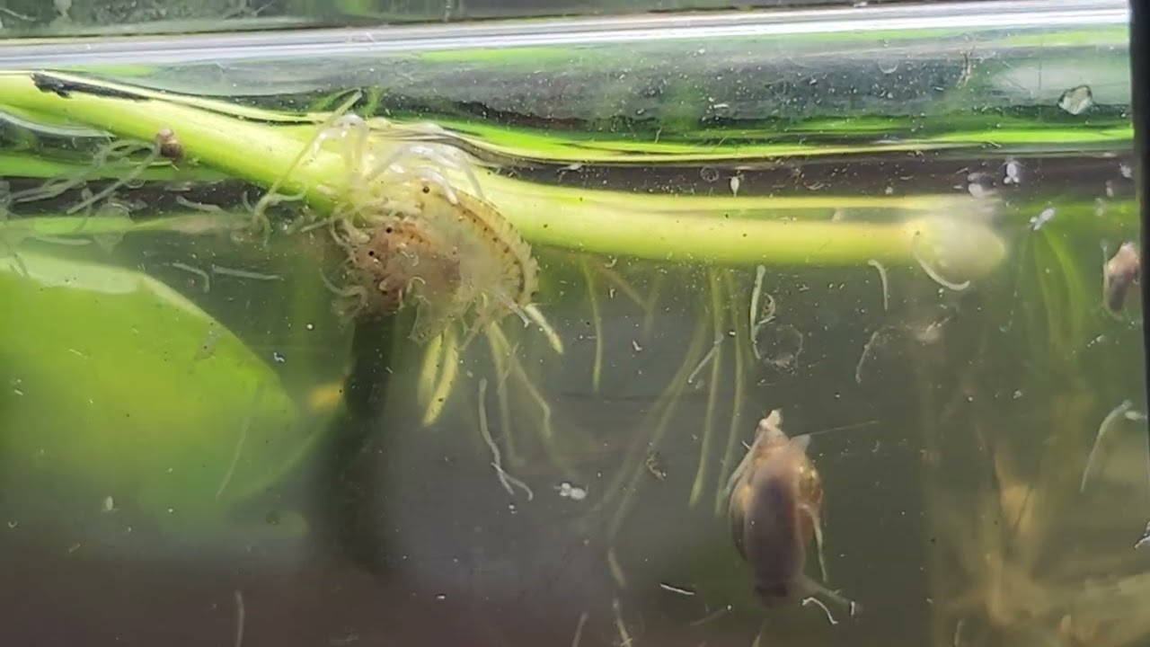Species spotlight on scud mating habits by @carllaney81aquascapes subscribe 