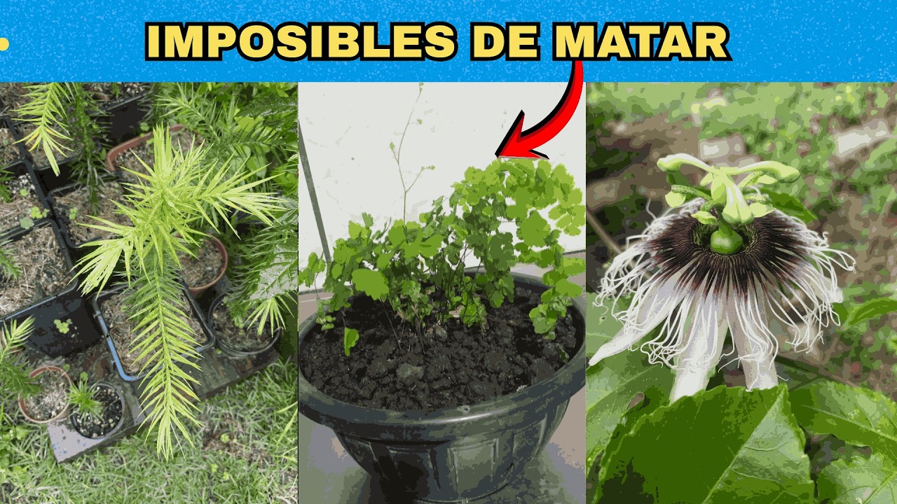 🌸 7 Plantas Colgantes con Flores que CUALQUIER Principiante Puede Cuidar (Nadie Te Lo Dice)