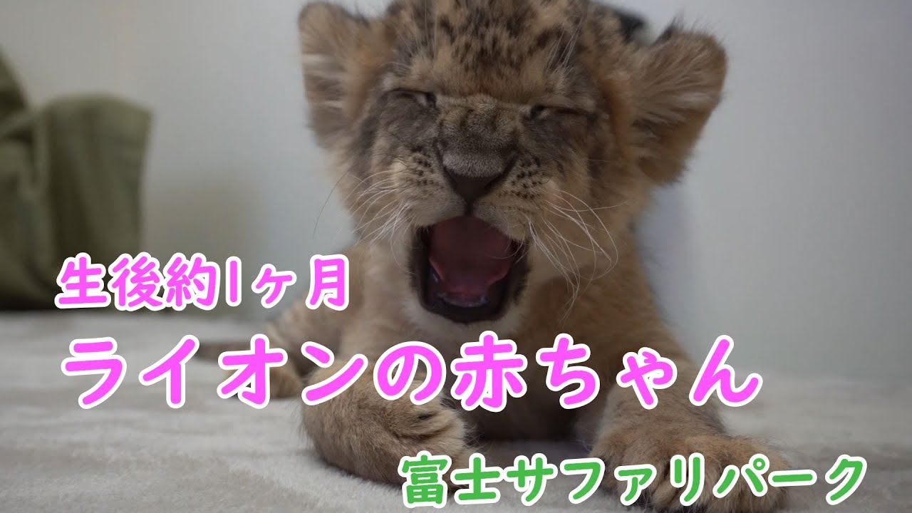 かわいすぎる　ライオンの赤ちゃん　富士サファリパークでプレミアム体験