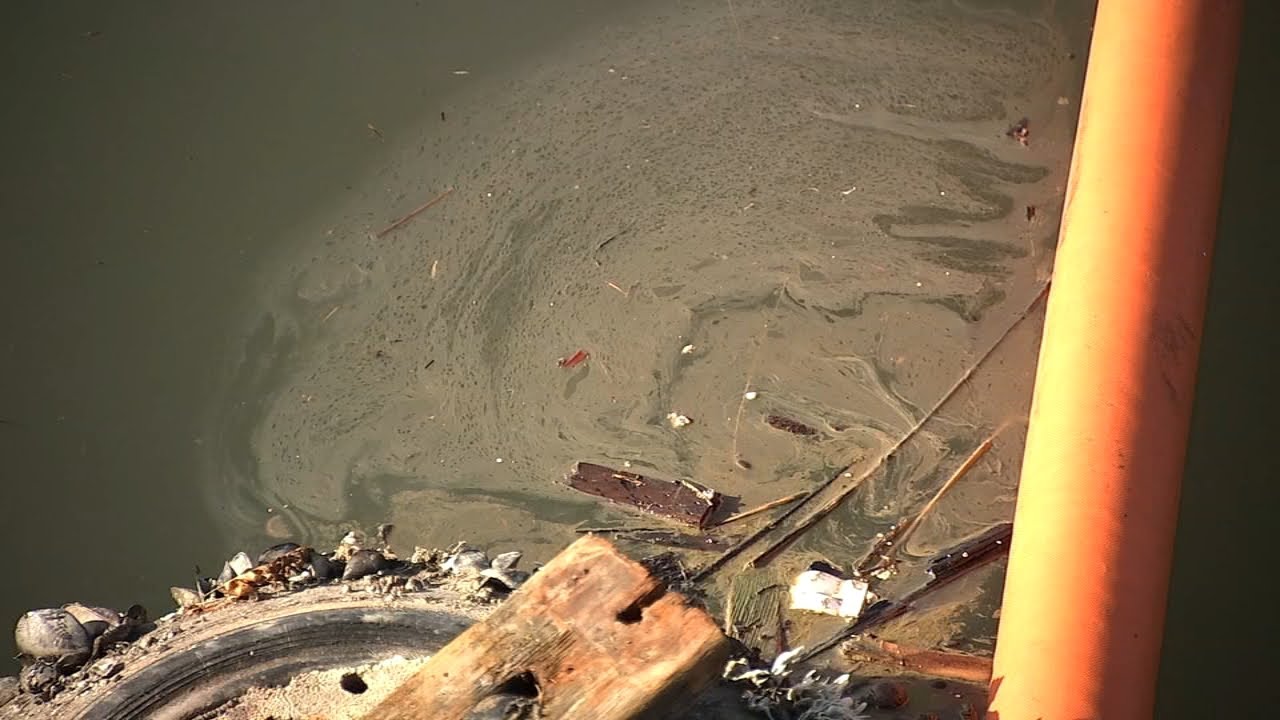 Motor oil from sunken Alameda ship found in water