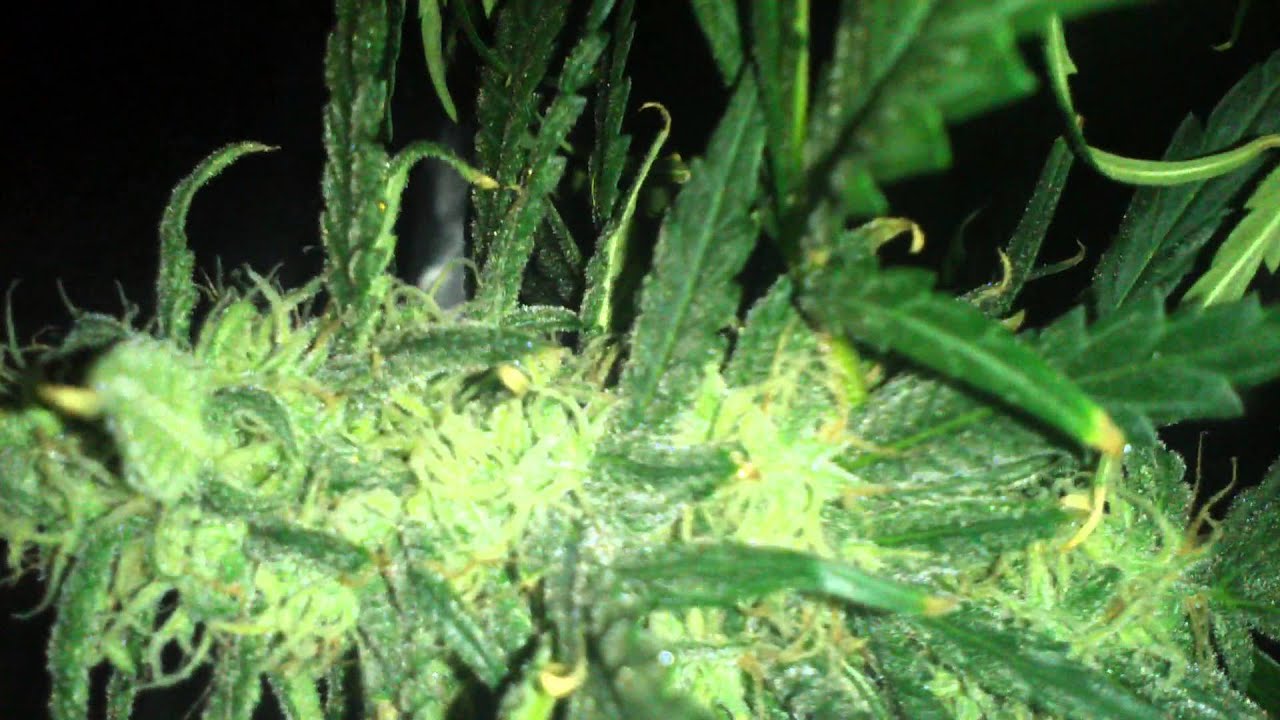 Mini CFL Grow week 8 Flowering