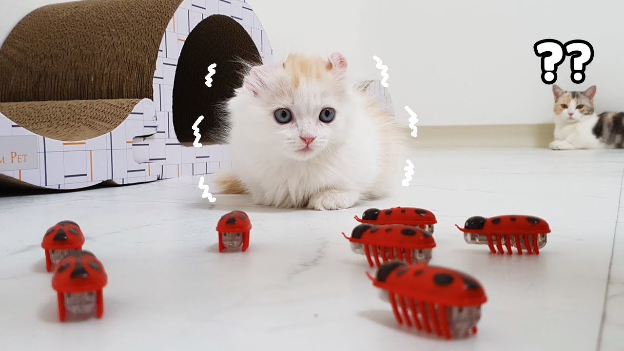 Can My Kittens Hunt 10 Ladybugs? #Hunting #War