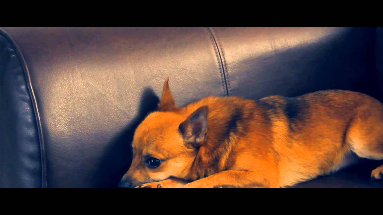If dogs could talk ? (Marvelous-Jarvis) RIP Foxy