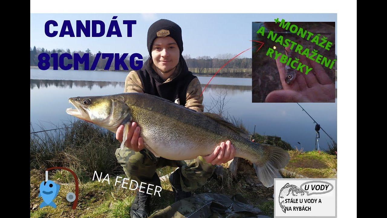 Candát 81cm,7kg na Fedeer/+Návazce a Jak nastražit rybičku na Candáta