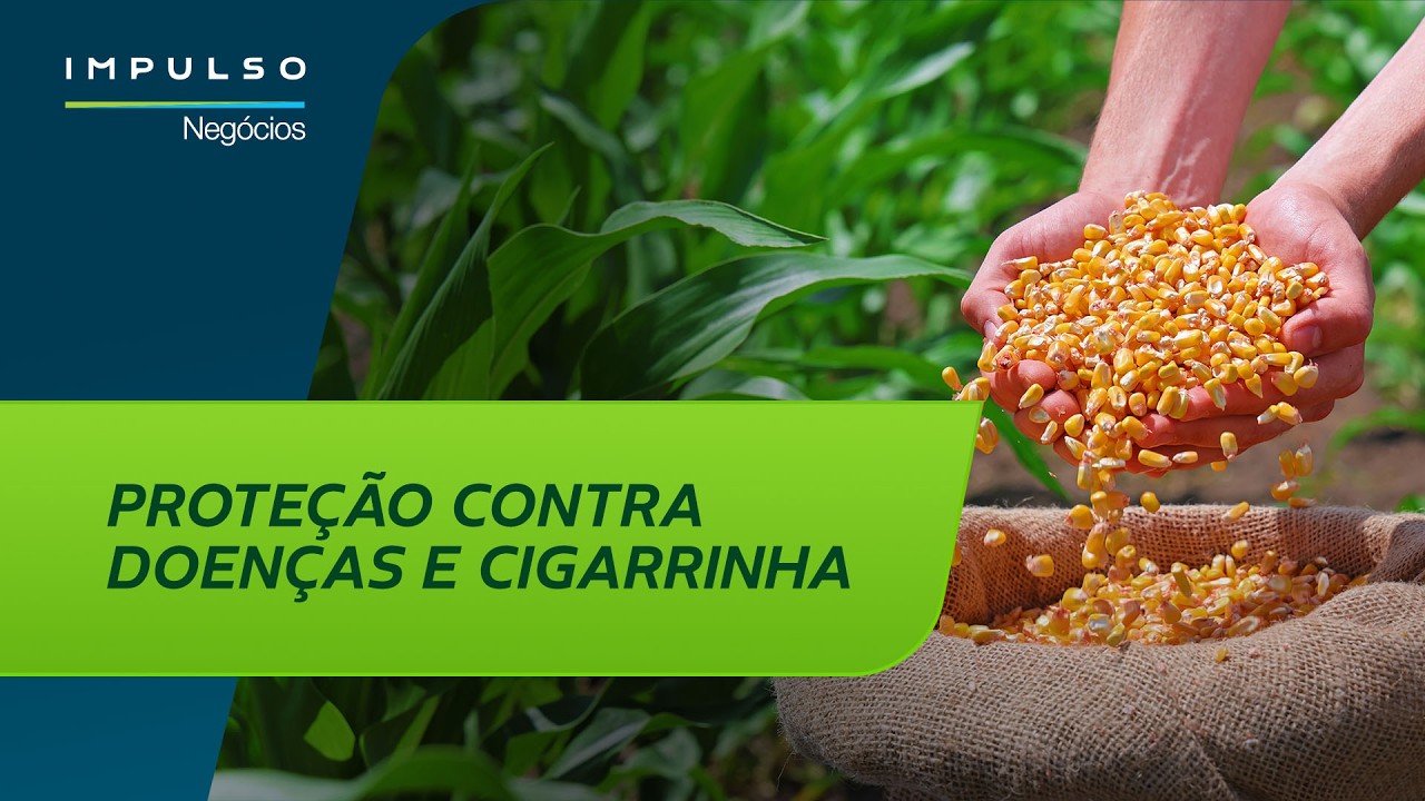Milho safrinha: manejo eficiente contra doenças e cigarrinha | Impulso Negócios EP. 186