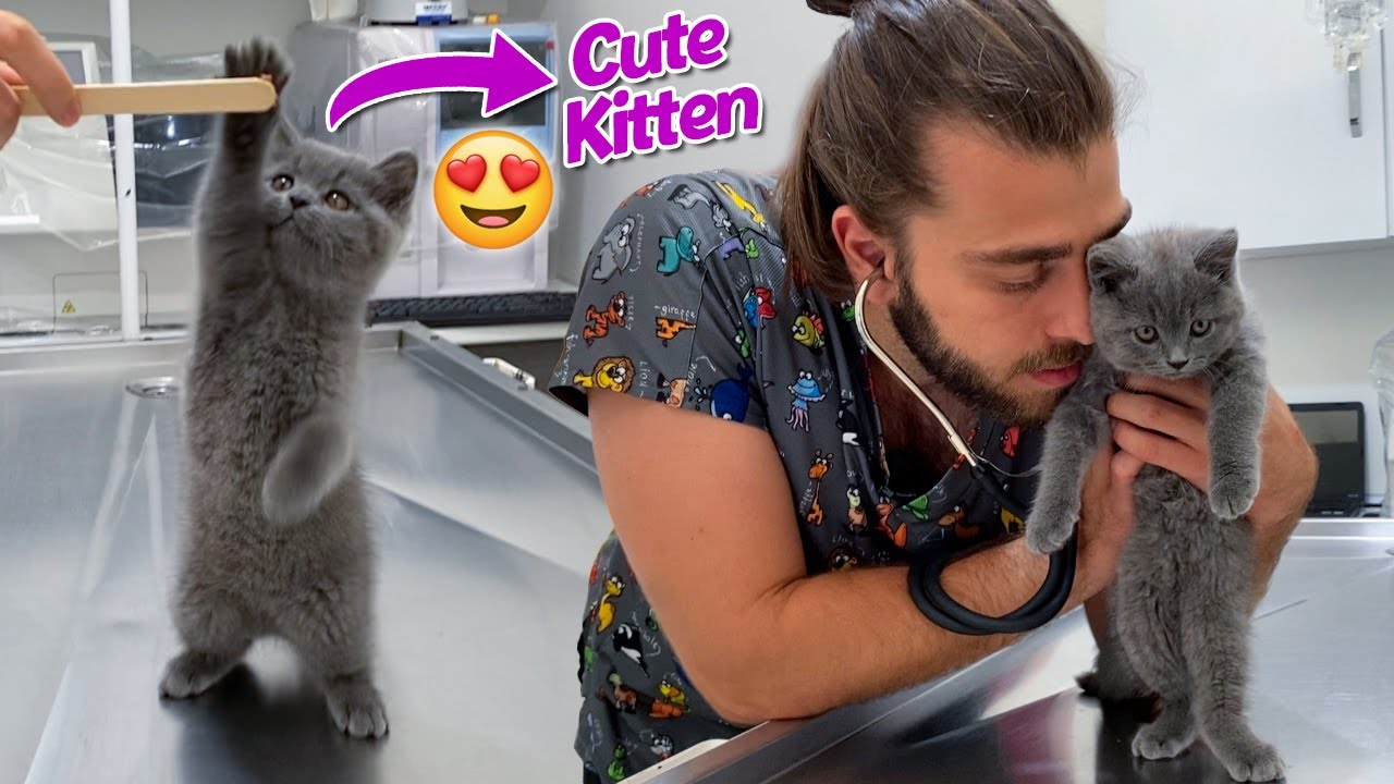 Hiperaktif Yavru Kedi Yaramazlıktan Yerinde Duramadı! 😂